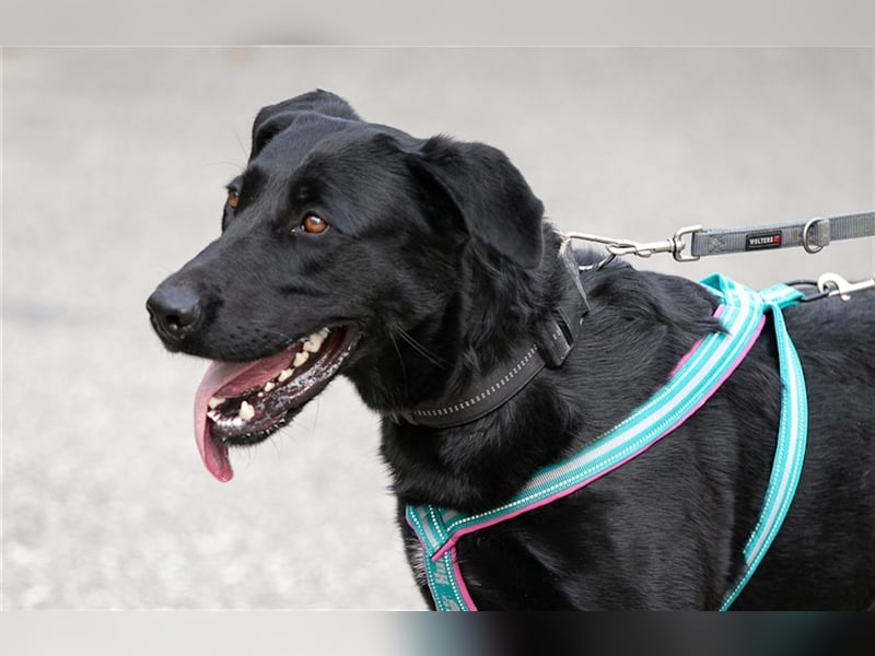 Merlin, toller Riese, ca 2 Jahre, ca. 75 cm