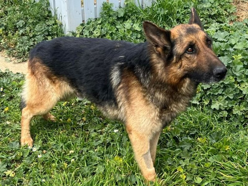 Raffaelo, vorsichtiger Seelenhund, ca. 7 Jahre, ca. 71 cm, ca. 32 kg