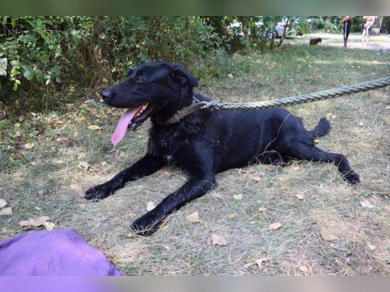 Merlin, toller Riese, ca 2 Jahre, ca. 75 cm