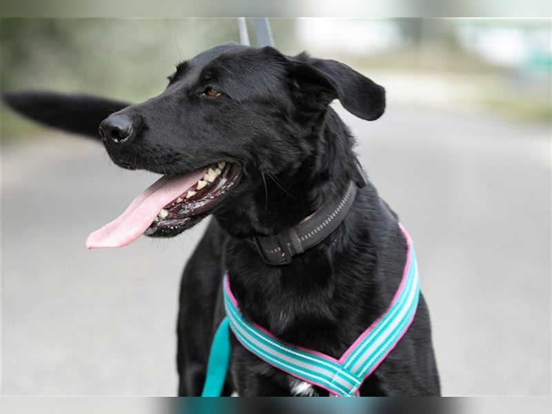 Merlin, toller Riese, ca 2 Jahre, ca. 75 cm