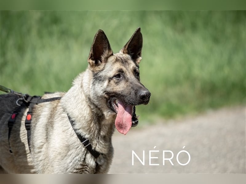 Nero, wunderschöner Rüde, ca. 3 Jahre, ca. 66 cm, ca. 42 kg