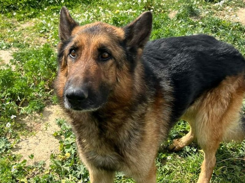 Raffaelo, vorsichtiger Seelenhund, ca. 7 Jahre, ca. 71 cm, ca. 32 kg
