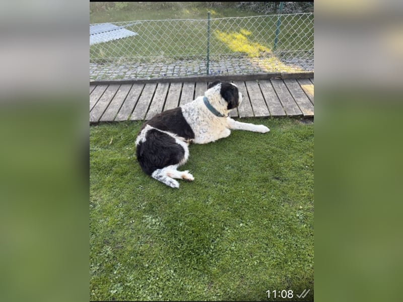 Bruno sucht dringend ein neues Zuhause