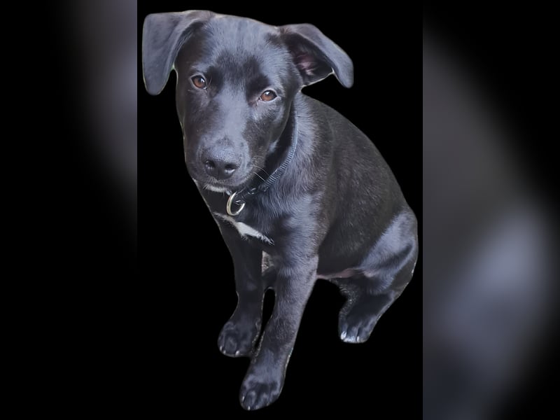 Labrador- Australien-Mischling