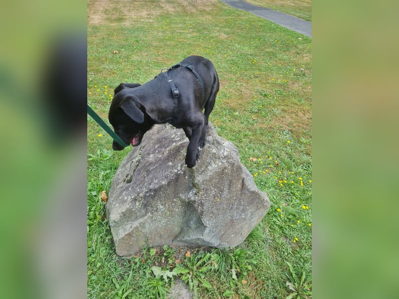 Labrador- Australien-Mischling
