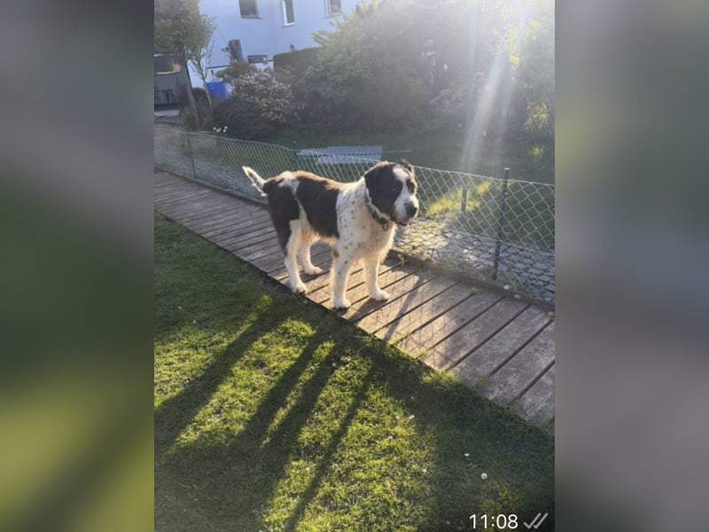 Bruno sucht dringend ein neues Zuhause