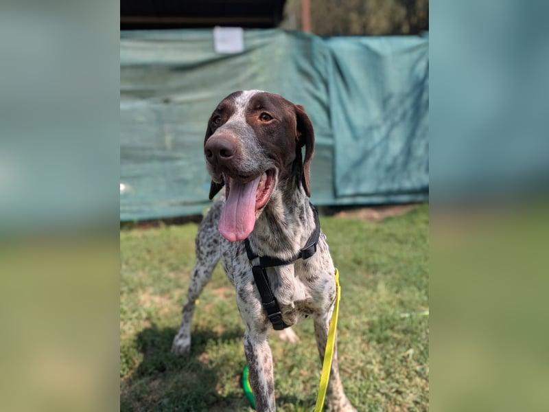 VITO - aktiver, liebenswerter Rüde sucht sportliches Zuhause