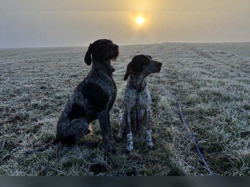 VITO - aktiver, liebenswerter Rüde sucht sportliches Zuhause