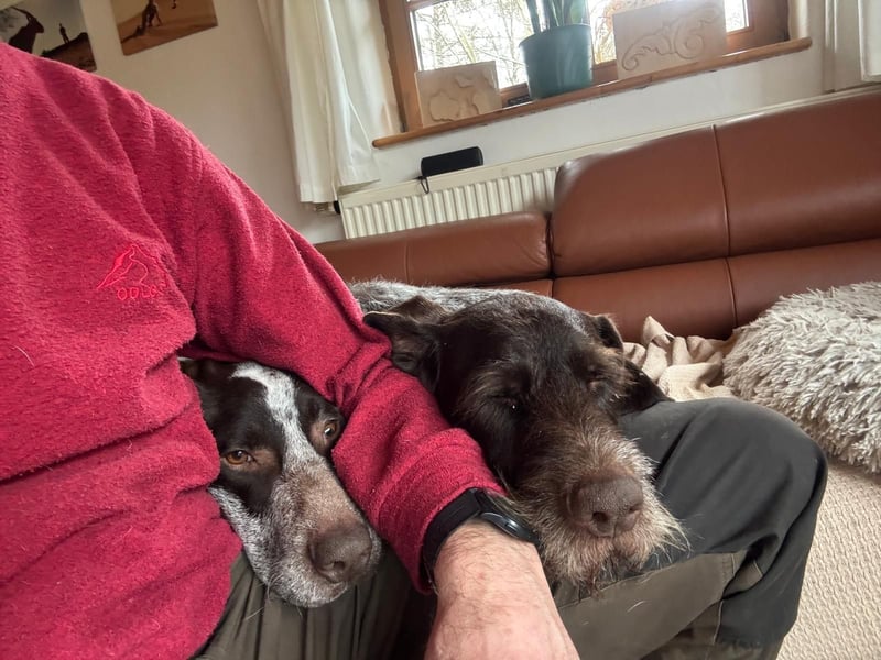 VITO - aktiver, liebenswerter Rüde sucht sportliches Zuhause