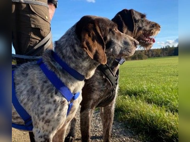 VITO - aktiver, liebenswerter Rüde sucht sportliches Zuhause