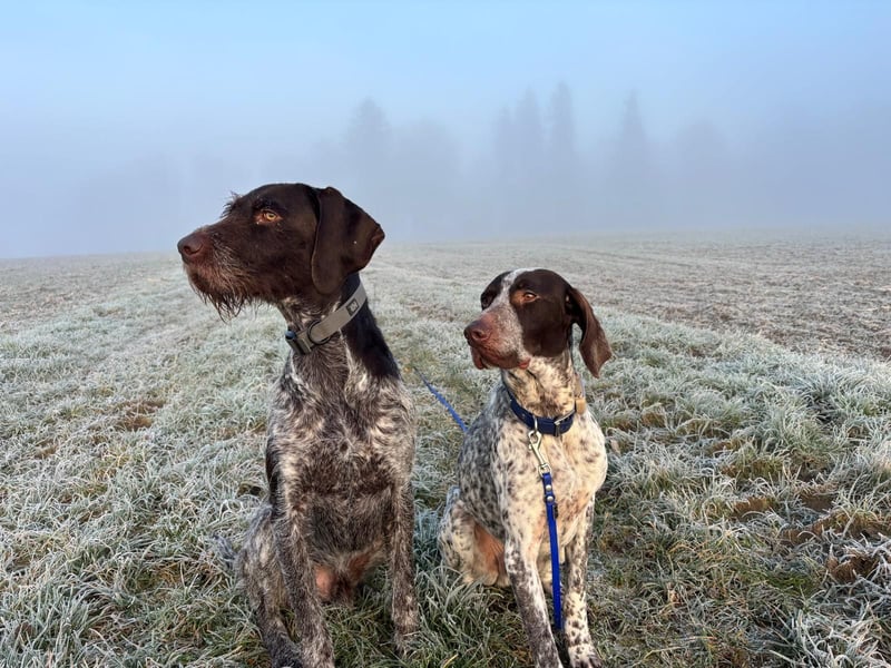 VITO - aktiver, liebenswerter Rüde sucht sportliches Zuhause
