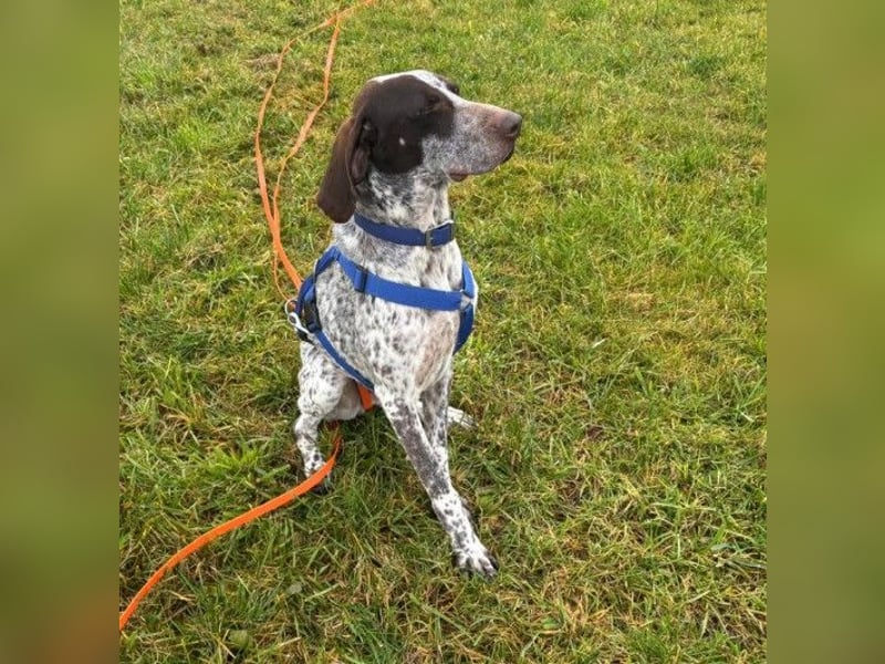 VITO - aktiver, liebenswerter Rüde sucht sportliches Zuhause