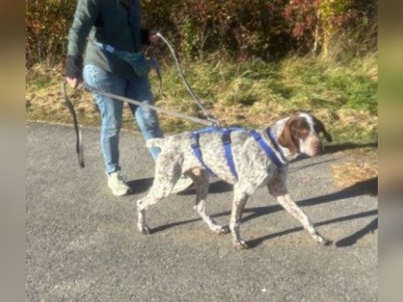VITO - aktiver, liebenswerter Rüde sucht sportliches Zuhause