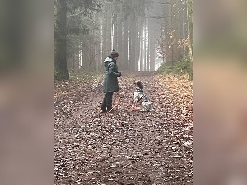 VITO - aktiver, liebenswerter Rüde sucht sportliches Zuhause