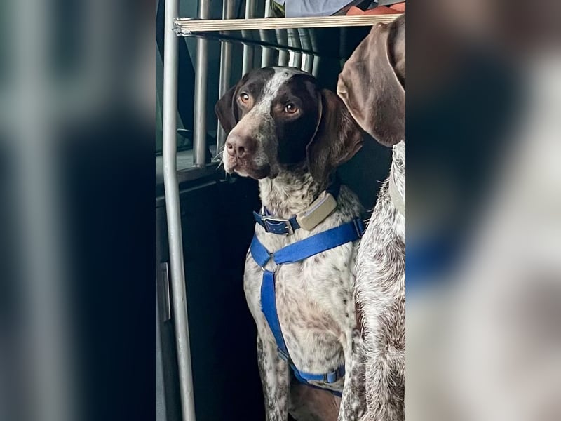 VITO - aktiver, liebenswerter Rüde sucht sportliches Zuhause