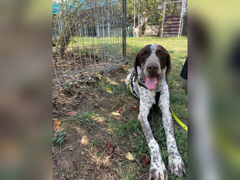 VITO - aktiver, liebenswerter Rüde sucht sportliches Zuhause