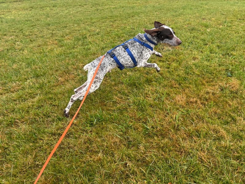 VITO - aktiver, liebenswerter Rüde sucht sportliches Zuhause