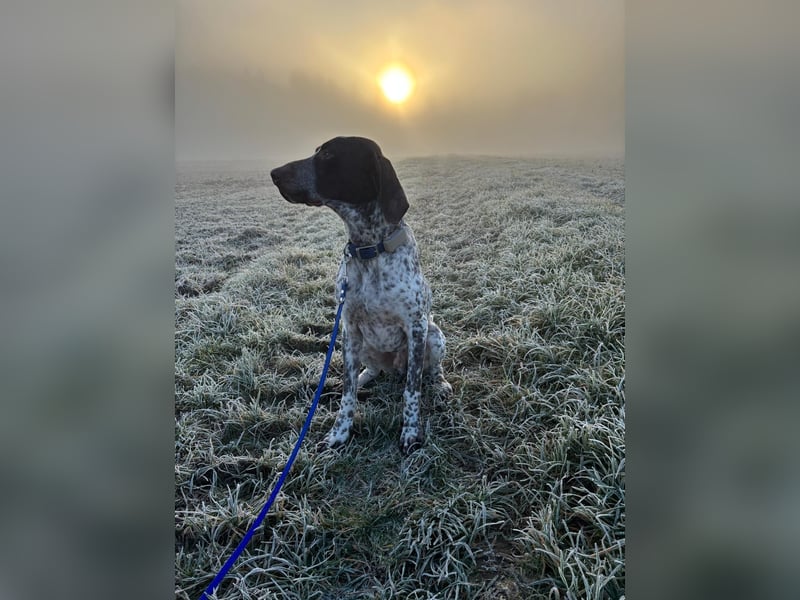 VITO - aktiver, liebenswerter Rüde sucht sportliches Zuhause