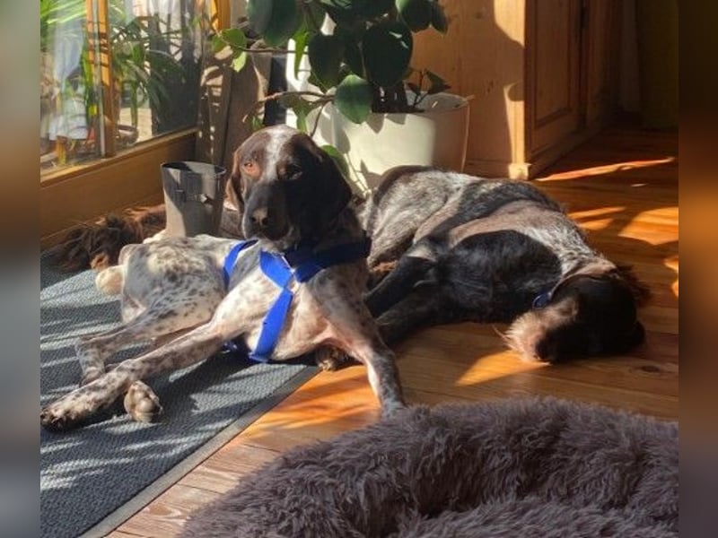 VITO - aktiver, liebenswerter Rüde sucht sportliches Zuhause