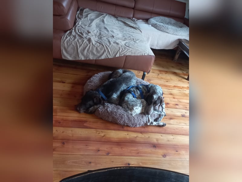 VITO - aktiver, liebenswerter Rüde sucht sportliches Zuhause