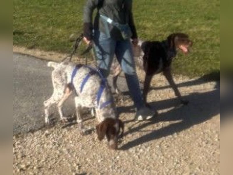 VITO - aktiver, liebenswerter Rüde sucht sportliches Zuhause