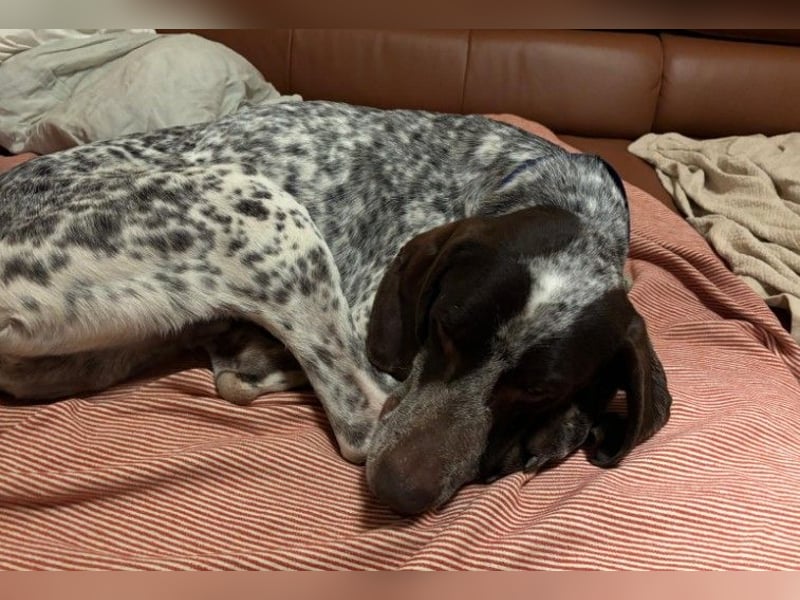 VITO - aktiver, liebenswerter Rüde sucht sportliches Zuhause