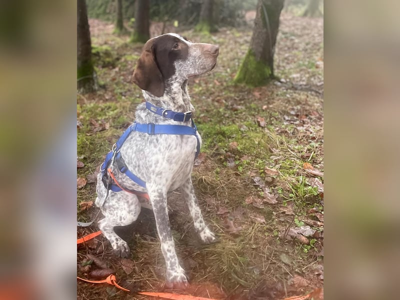 VITO - aktiver, liebenswerter Rüde sucht sportliches Zuhause