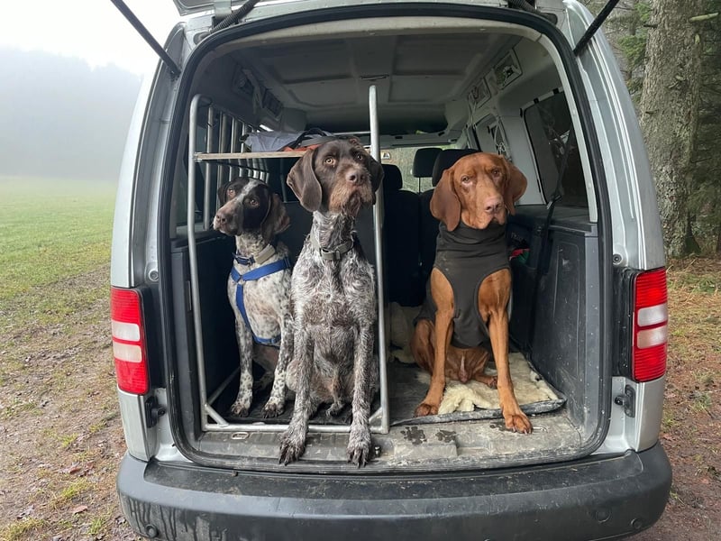 VITO - aktiver, liebenswerter Rüde sucht sportliches Zuhause