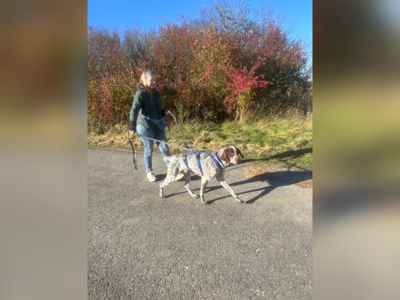 VITO - aktiver, liebenswerter Rüde sucht sportliches Zuhause