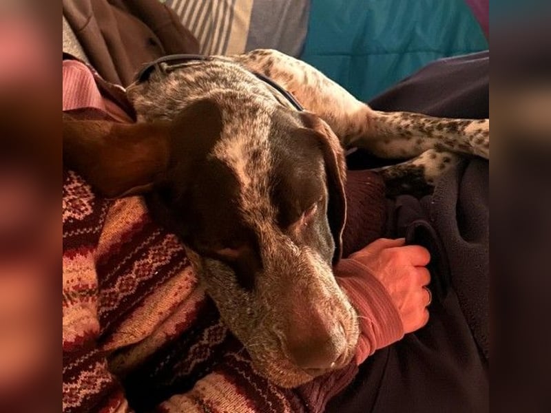 VITO - aktiver, liebenswerter Rüde sucht sportliches Zuhause