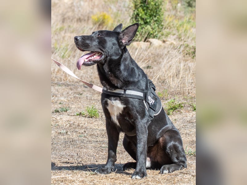 Luke – ein prima Kumpel