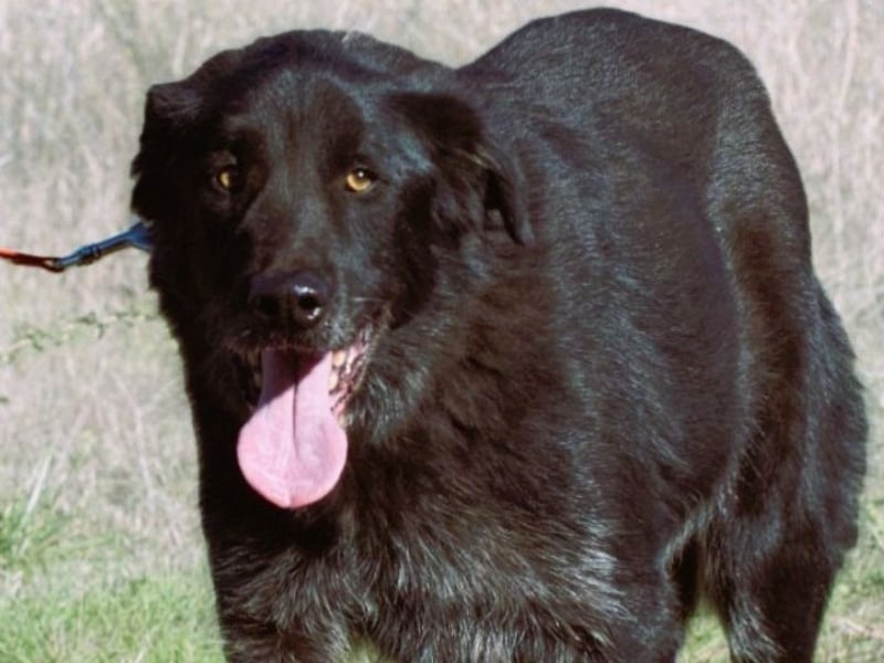 Mike – ein Goldschatz