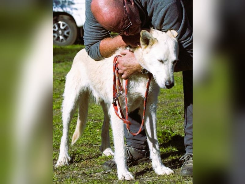 Obelix – ein feinfühliger, großer Gefährte