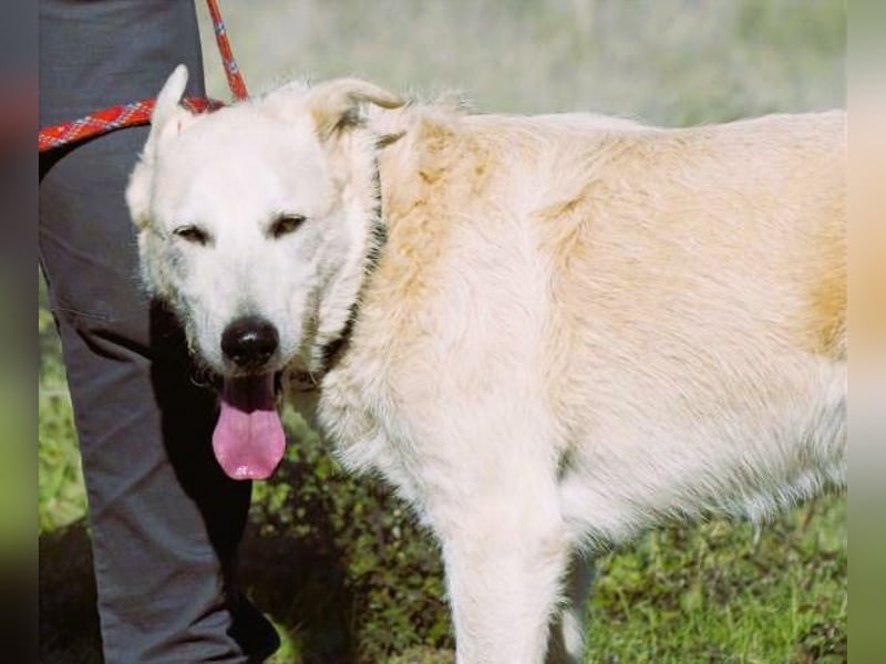 Obelix – ein feinfühliger, großer Gefährte
