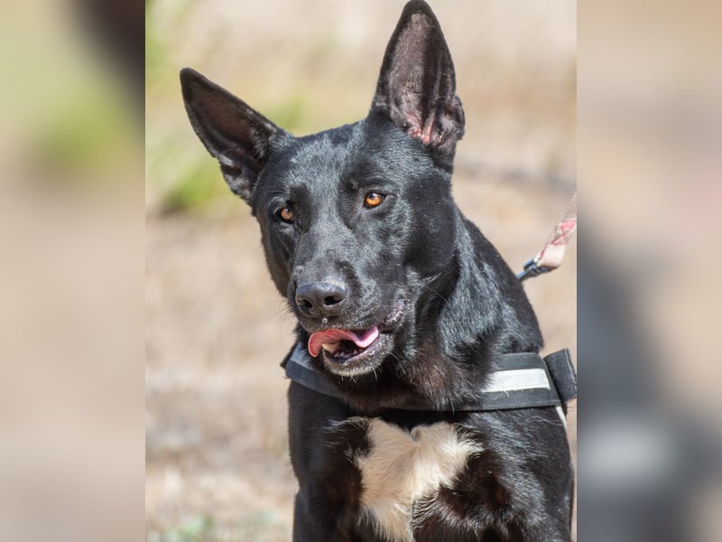 Luke – ein prima Kumpel