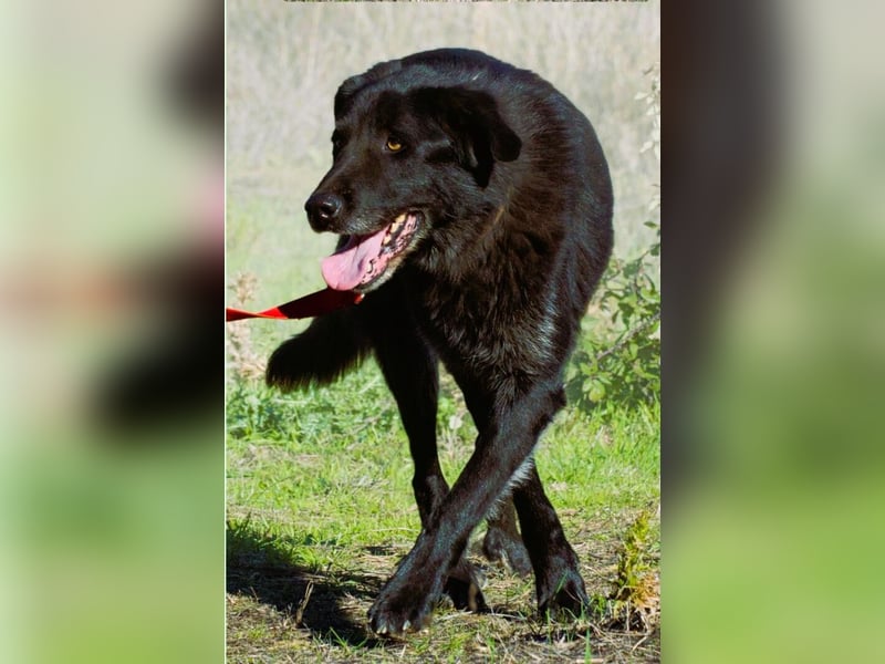 Mike – ein Goldschatz