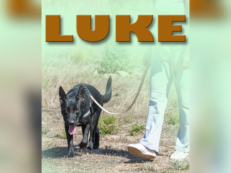 Luke – ein prima Kumpel