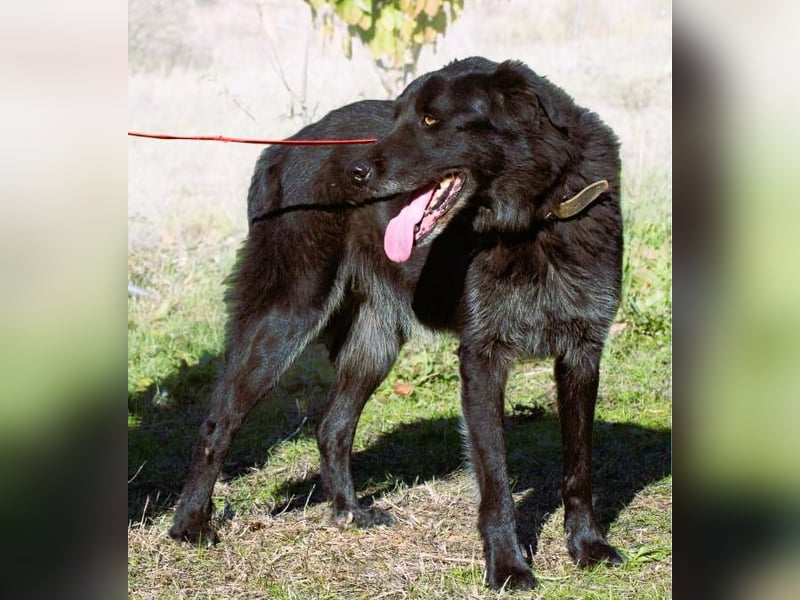 Mike – ein Goldschatz