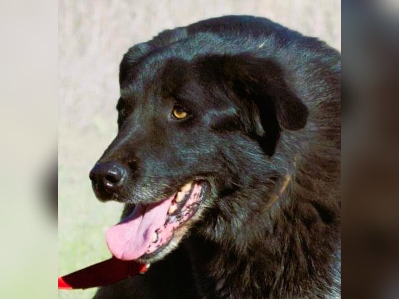 Mike – ein Goldschatz