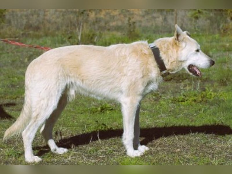 Obelix – ein feinfühliger, großer Gefährte