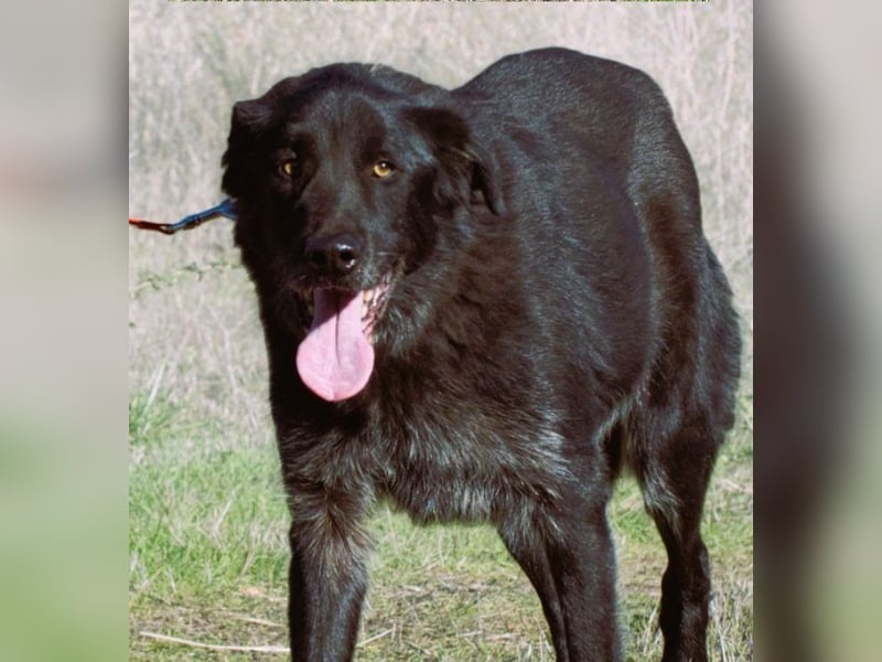 Mike – ein Goldschatz