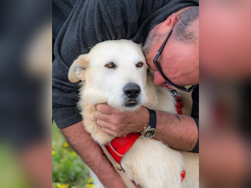 Obelix – ein feinfühliger, großer Gefährte