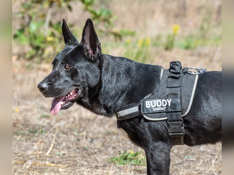 Luke – ein prima Kumpel