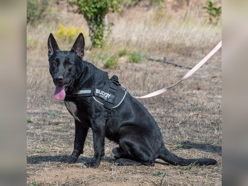 Luke – ein prima Kumpel