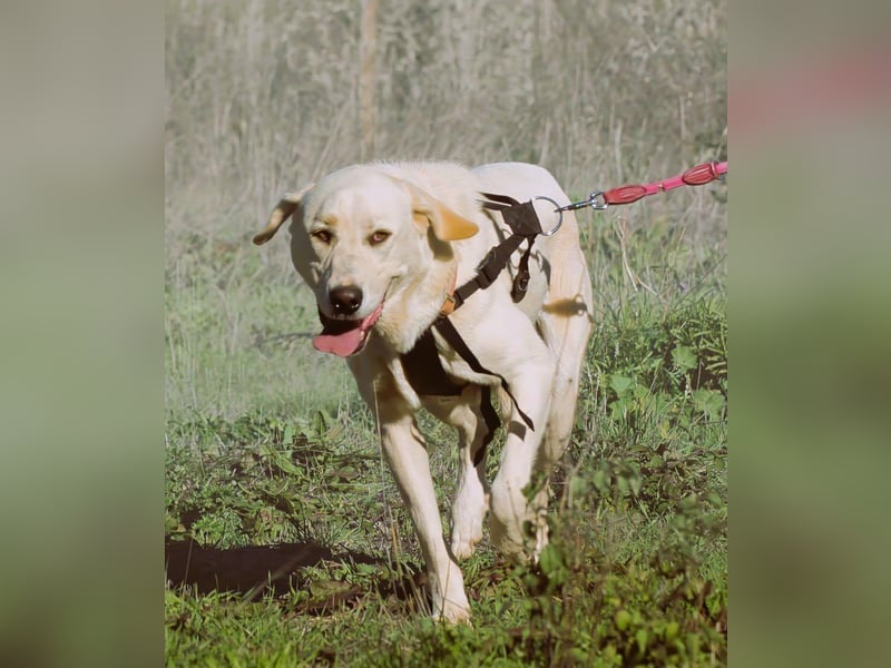 Doya – ein großer Schatz