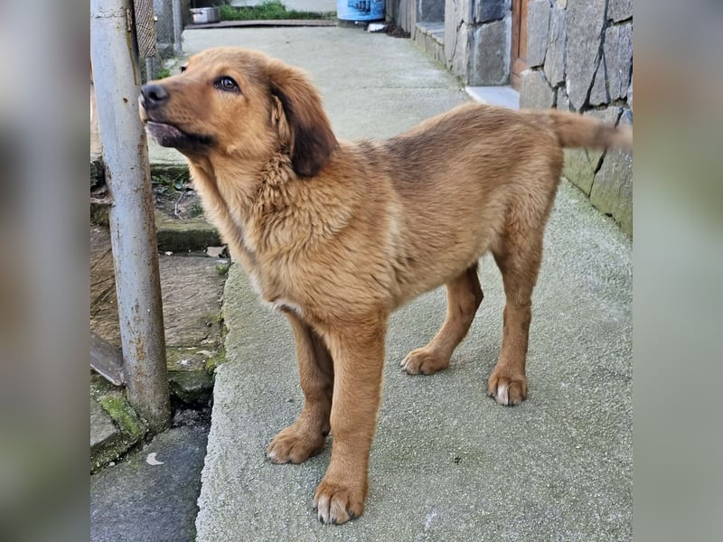 Cookie - Für-Immer-Körbchen gesucht