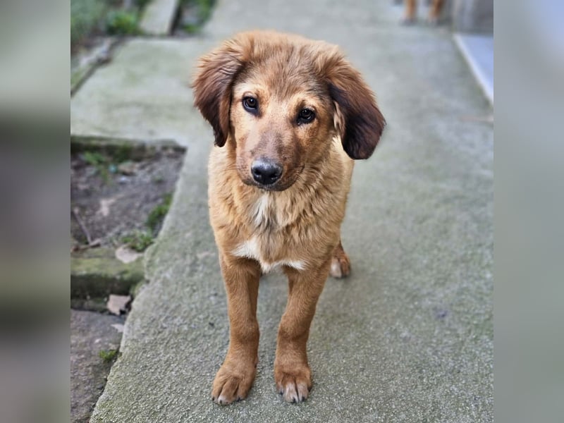 Cookie - Für-Immer-Körbchen gesucht