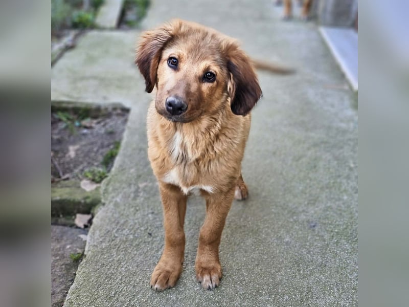 Cookie - Für-Immer-Körbchen gesucht