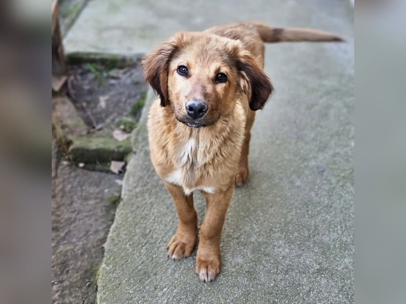 Cookie - Für-Immer-Körbchen gesucht