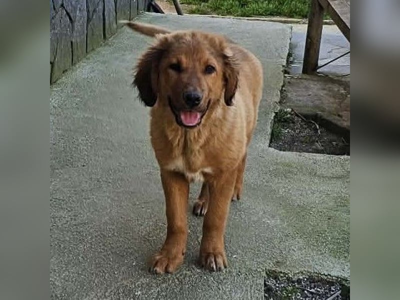 Cookie - Für-Immer-Körbchen gesucht